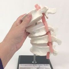 Lumbar spine model