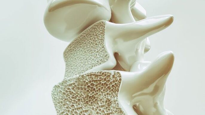 Spine cross-section model